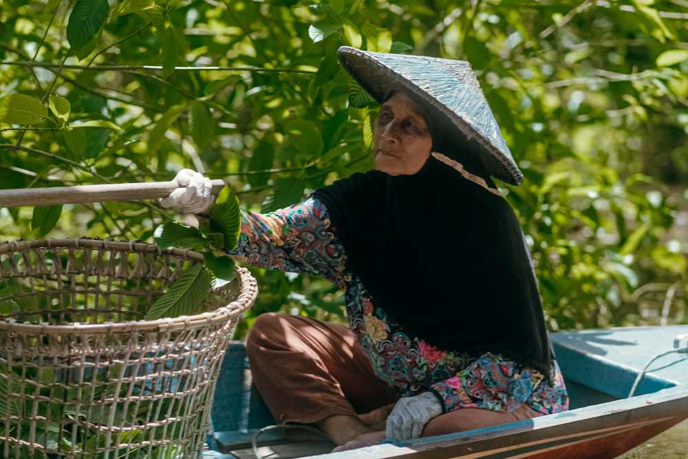 Kratom Harvesting on Boats in Indonesia